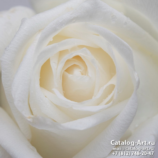 White roses 48